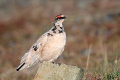 Rock Ptarmigan