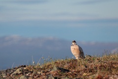 Rock Ptarmigan