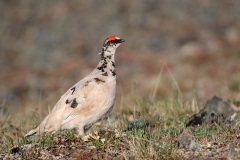 Rock Ptarmigan