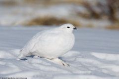 White-tailed Ptarmigan