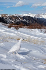 White-tailed Ptarmigan