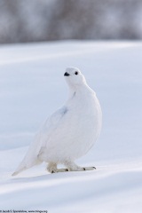 White-tailed Ptarmigan