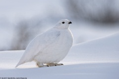 White-tailed Ptarmigan