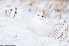 White-tailed Ptarmigan