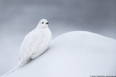 White-tailed Ptarmigan