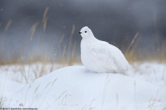 White-tailed Ptarmigan