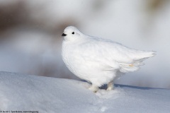 White-tailed Ptarmigan