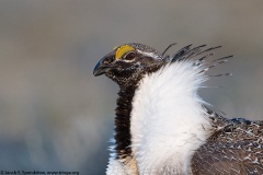 Greater Sage-Grouse