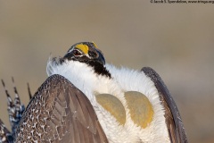 Greater Sage-Grouse