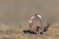 Greater Sage-Grouse