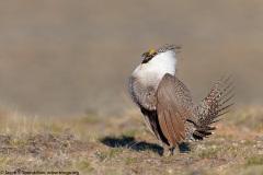 Greater Sage-Grouse