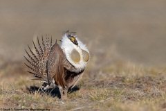 Greater Sage-Grouse