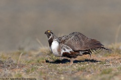 Greater Sage-Grouse