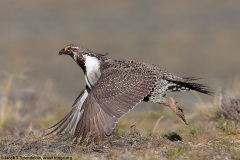 Greater Sage-Grouse