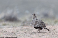 Greater Sage-Grouse