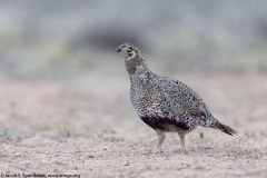 Greater Sage-Grouse