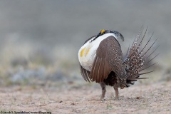 Greater Sage-Grouse