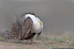 Greater Sage-Grouse