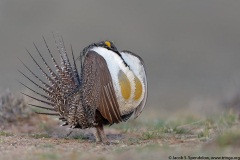 Greater Sage-Grouse