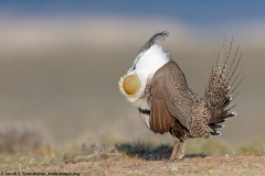 Greater Sage-Grouse