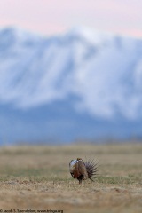 Gunnison Sage-Grouse