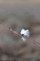 Gunnison Sage-Grouse