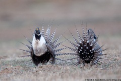 Gunnison Sage-Grouse