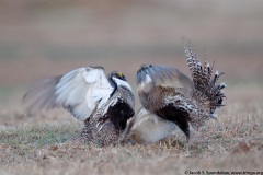 Gunnison Sage-Grouse