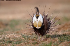 Gunnison Sage-Grouse