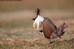 Gunnison Sage-Grouse