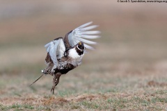 Gunnison Sage-Grouse