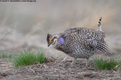 Sharp-tailed Grouse