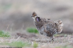 Sharp-tailed Grouse