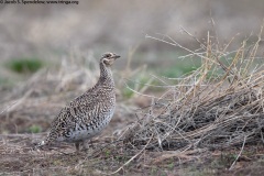 Sharp-tailed Grouse