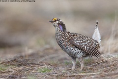 Sharp-tailed Grouse