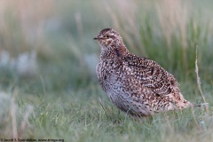 Sharp-tailed Grouse