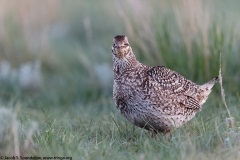 Sharp-tailed Grouse