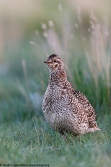 Sharp-tailed Grouse