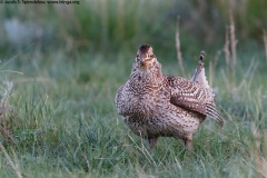 Sharp-tailed Grouse