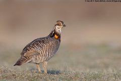 Greater Prairie-Chicken