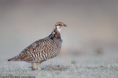 Greater Prairie-Chicken