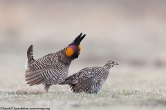 Greater Prairie-Chicken