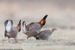 Greater Prairie-Chicken