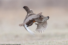 Greater Prairie-Chicken