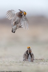 Greater Prairie-Chicken