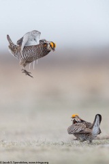 Greater Prairie-Chicken