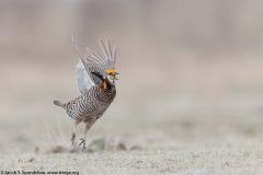 Greater Prairie-Chicken