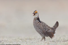 Greater Prairie-Chicken