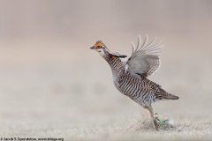 Greater Prairie-Chicken