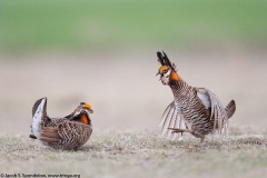 Greater Prairie-Chicken